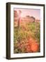 Roadside Wildflowers, Atascadero, California-null-Framed Photographic Print