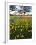 Roadside Wildflowers, Texas, USA-Larry Ditto-Framed Premium Photographic Print