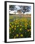 Roadside Wildflowers, Texas, USA-Larry Ditto-Framed Premium Photographic Print