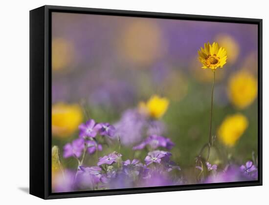 Roadside Wildflowers, Texas, USA-Larry Ditto-Framed Stretched Canvas