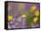 Roadside Wildflowers, Texas, USA-Larry Ditto-Framed Stretched Canvas