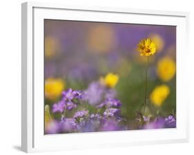 Roadside Wildflowers, Texas, USA-Larry Ditto-Framed Photographic Print