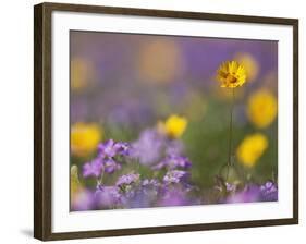 Roadside Wildflowers, Texas, USA-Larry Ditto-Framed Photographic Print