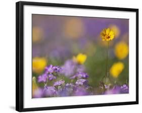 Roadside Wildflowers, Texas, USA-Larry Ditto-Framed Photographic Print