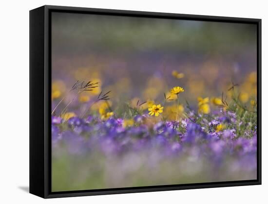 Roadside Wildflowers, Texas, USA-Larry Ditto-Framed Stretched Canvas