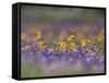 Roadside Wildflowers, Texas, USA-Larry Ditto-Framed Stretched Canvas