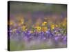 Roadside Wildflowers, Texas, USA-Larry Ditto-Stretched Canvas