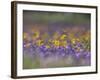 Roadside Wildflowers, Texas, USA-Larry Ditto-Framed Photographic Print