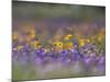 Roadside Wildflowers, Texas, USA-Larry Ditto-Mounted Photographic Print