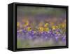 Roadside Wildflowers, Texas, USA-Larry Ditto-Framed Stretched Canvas