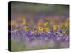 Roadside Wildflowers, Texas, USA-Larry Ditto-Stretched Canvas