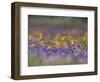 Roadside Wildflowers, Texas, USA-Larry Ditto-Framed Photographic Print