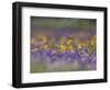 Roadside Wildflowers, Texas, USA-Larry Ditto-Framed Photographic Print