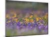 Roadside Wildflowers, Texas, USA-Larry Ditto-Mounted Photographic Print