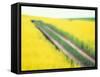 Roadway in Canola Field, Eastern Washington, USA-Darrell Gulin-Framed Stretched Canvas