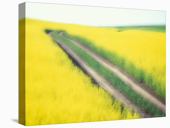 Roadway in Canola Field, Eastern Washington, USA-Darrell Gulin-Stretched Canvas