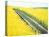 Roadway in Canola Field, Eastern Washington, USA-Darrell Gulin-Stretched Canvas