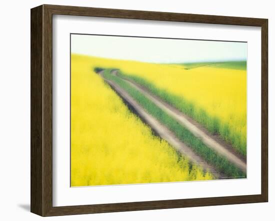 Roadway in Canola Field, Eastern Washington, USA-Darrell Gulin-Framed Photographic Print
