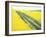 Roadway in Canola Field, Eastern Washington, USA-Darrell Gulin-Framed Photographic Print