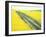 Roadway in Canola Field, Eastern Washington, USA-Darrell Gulin-Framed Photographic Print