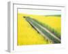 Roadway in Canola Field, Eastern Washington, USA-Darrell Gulin-Framed Photographic Print