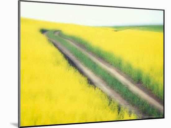 Roadway in Canola Field, Eastern Washington, USA-Darrell Gulin-Mounted Photographic Print