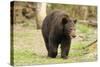 Roaming Black Bear-MichaelRiggs-Stretched Canvas