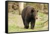 Roaming Black Bear-MichaelRiggs-Framed Stretched Canvas