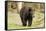 Roaming Black Bear-MichaelRiggs-Framed Stretched Canvas