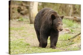 Roaming Black Bear-MichaelRiggs-Stretched Canvas