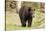 Roaming Black Bear-MichaelRiggs-Stretched Canvas