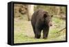 Roaming Black Bear-MichaelRiggs-Framed Stretched Canvas