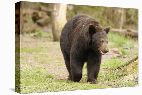 Roaming Black Bear-MichaelRiggs-Stretched Canvas