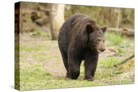 Roaming Black Bear-MichaelRiggs-Stretched Canvas