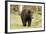 Roaming Black Bear-MichaelRiggs-Framed Photographic Print