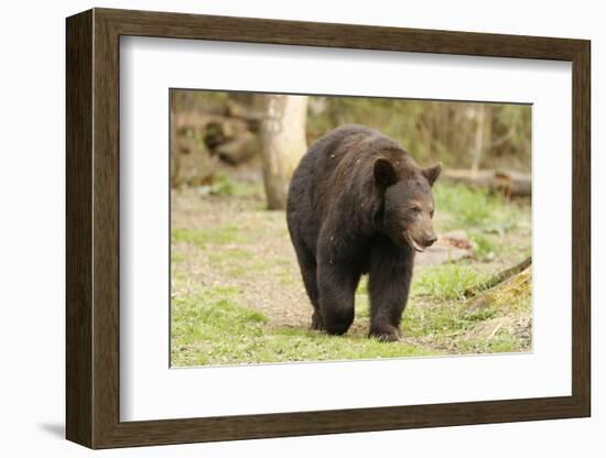 Roaming Black Bear-MichaelRiggs-Framed Photographic Print