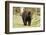 Roaming Black Bear-MichaelRiggs-Framed Photographic Print