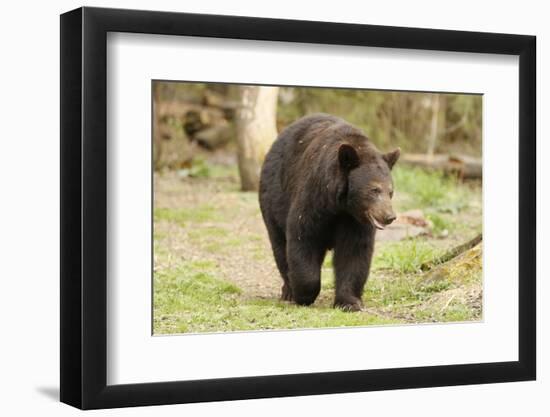 Roaming Black Bear-MichaelRiggs-Framed Photographic Print