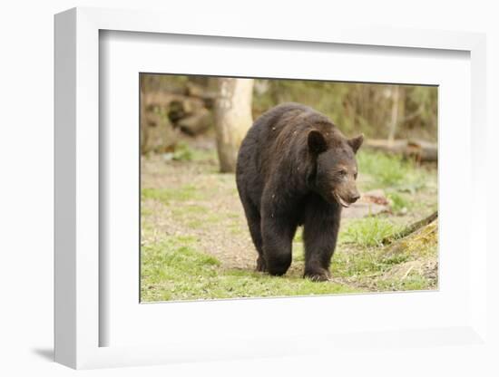 Roaming Black Bear-MichaelRiggs-Framed Photographic Print