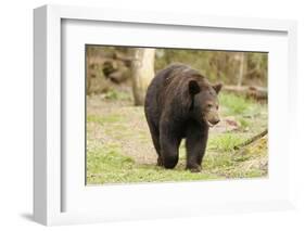 Roaming Black Bear-MichaelRiggs-Framed Photographic Print