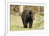 Roaming Black Bear-MichaelRiggs-Framed Photographic Print