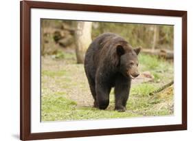 Roaming Black Bear-MichaelRiggs-Framed Photographic Print