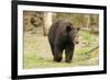 Roaming Black Bear-MichaelRiggs-Framed Photographic Print