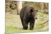 Roaming Black Bear-MichaelRiggs-Mounted Photographic Print