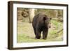 Roaming Black Bear-MichaelRiggs-Framed Photographic Print