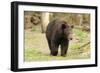 Roaming Black Bear-MichaelRiggs-Framed Photographic Print