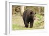 Roaming Black Bear-MichaelRiggs-Framed Photographic Print