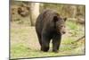 Roaming Black Bear-MichaelRiggs-Mounted Photographic Print