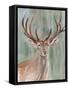 Roaming Buck II-Annie Warren-Framed Stretched Canvas