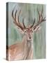 Roaming Buck II-Annie Warren-Stretched Canvas